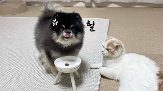 사료 한알 줬을때 강아지 고양이 반응 ｜ What happen when you just give one pieces of food by 국내산양파 독일산먼지 2,049 views 3 years ago 3 minutes, 27 seconds