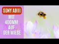 Krokuse mit der Sony A9III und dem Sony 400mm f2.8