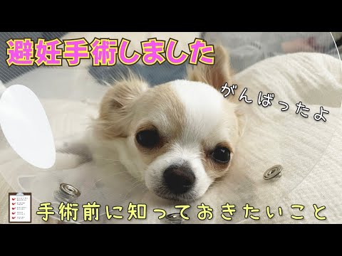 チワワの避妊手術 飼い主は号泣でした Youtube