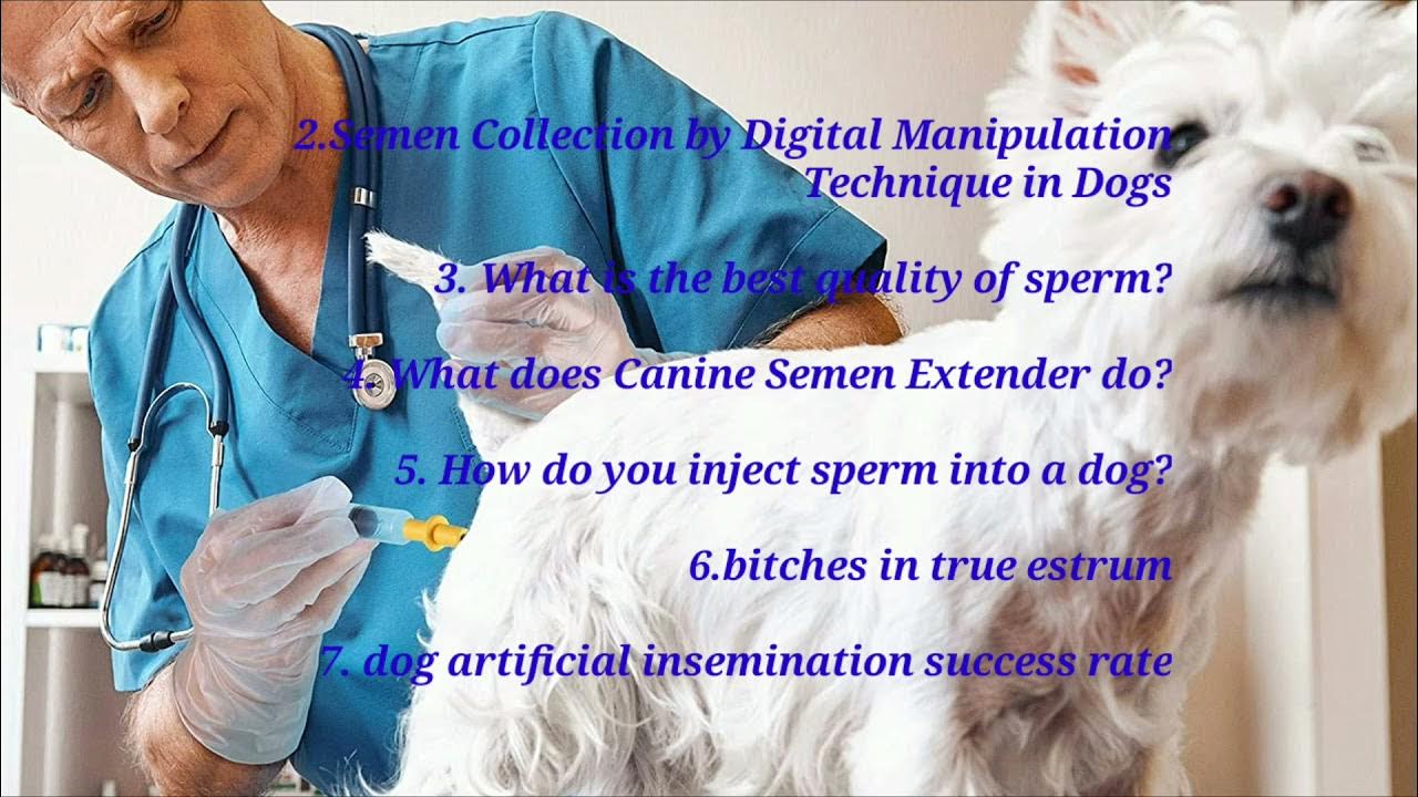 1.Successful Artificial Insemination in Dogs YouTube