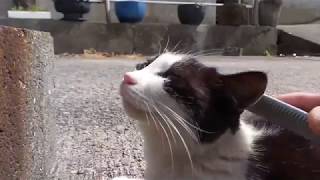 道路の脇で寝ている猫をナデナデすると何か他の猫も集まってきた