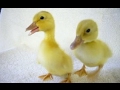 Cute Duckling - Funny Baby Duck Videos Compilation [CUTE]