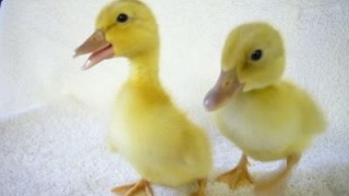 Cute Duckling - Funny Baby Duck Videos Compilation [CUTE] by mihaifrancu 1,254,614 views 7 years ago 2 minutes, 56 seconds