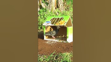 Easy DIY Bird Trap #shorts #create #traps