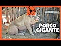 CRIAÇÃO de PORCOS GIGANTES - TOUR Pelo Sítio