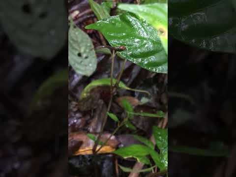 Video of leaping leech by Mai Fahmy