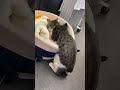 今日も業務に勤しむ猫社員A cat employee who is still working hard today#保護 #猫 #cat #野良猫