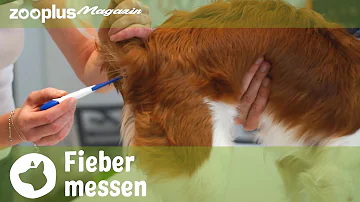 Wie misst man Fieber bei Welpen?