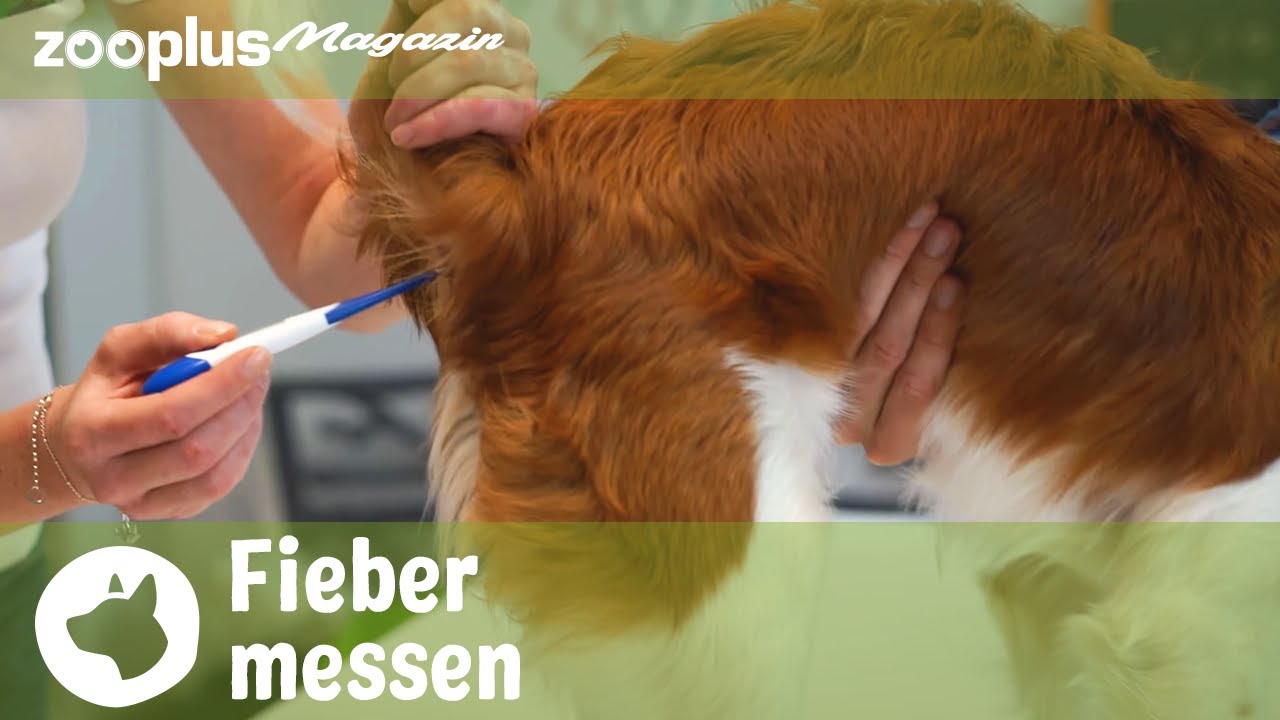 Wie messe ich Fieber bei einem Hund? Tipps & Tricks | Tierarzt Q&A |  zooplus.de - YouTube