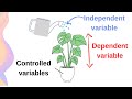 Variables in Experiments: Identifying Independent Dependent and Controlled Factors