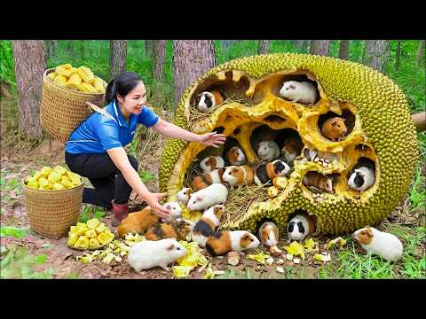 Harvest 1000+ Guinea Pigs Build Nests inside Giant Jackfruit & Go To Market Sell | Off the grid