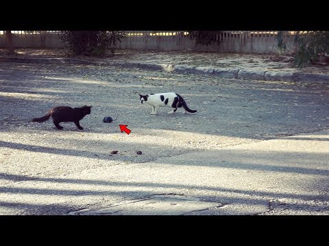 Βίντεο: Αλλαγή κινδύνων τρωκτικοκτόνων για σκύλους και γάτες - Δηλητήρια αρουραίων σε γάτες και σκύλους