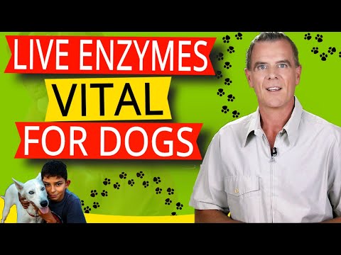 वीडियो: कुत्तों के लिए पाचन एंजाइम