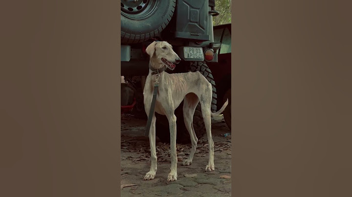 വേട്ട പുലി... രാജപ്പാളയം ❤️