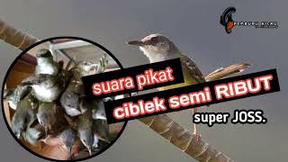 suara pikat ciblek super ampuh #suarapikatburungkecil ##suarapikatampuh