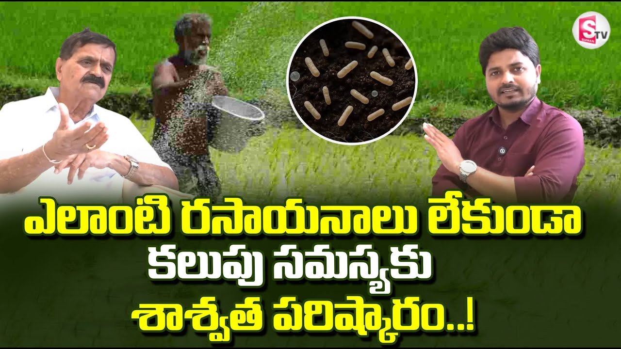కలుపు సమస్యకు శాశ్వత పరిష్కారం | Paddy Cultivation | Chintala Venkata Reddy | SumanTV Sai