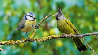 Relaxing Bird Sounds - Bird Sounds Heal the Mind, Nature Sounds Help Sleep by Gsus4 Officical 1,171 views 8 days ago 10 hours, 27 minutes