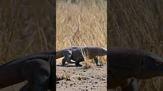 Komodo Dragon Moving Through Dry Grass — Big Animal Awe