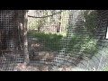 Zoo Boise's Kookaburra's Call