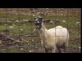Adele - Hello [Goat version]