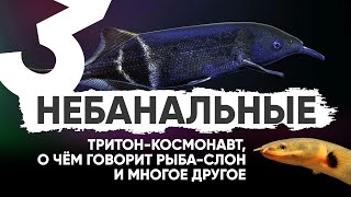 Самые необычные аквариумные питомцы. Часть 3. Каламоихт, рыба-слон и другие