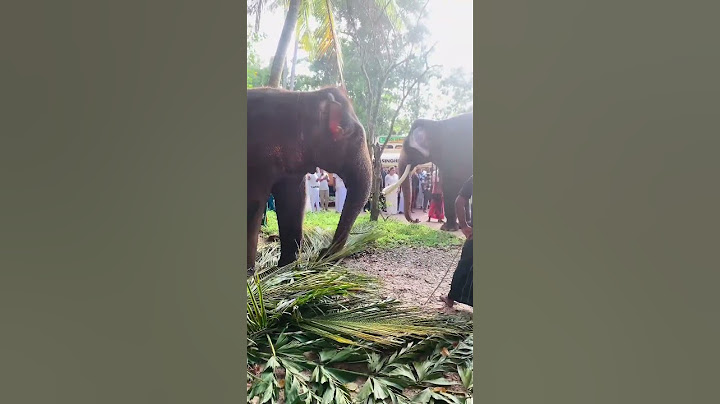 කාටත් නොපෙනුන ඒ දෙන්නගේ යාළුකම #elephant #ethioforumኢትዮፎረም #edit #fypviral