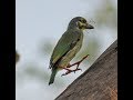 A Coppersmith Barbet Sound