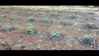 TOMATOES - PLANTING STEP-BY-STEP (OAG 2015)