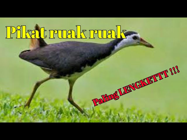 10 menit PIKAT RUAK RUAK paling LENGKET | Suara Pikat Burung class=