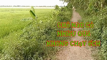 Đặt lợp ếch ở cánh đồng lúa vụ 2 mùa nước cạn miền tây #lang thang miền tây