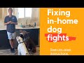 Do your dogs play rough or fight?//Proven method to fix it.