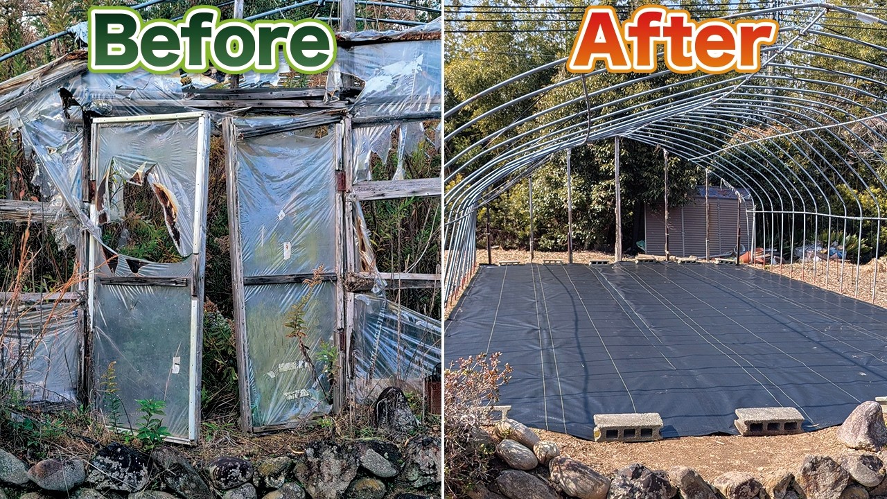 Cleaning an Abandoned Japanese Greenhouse: Amazing Transformation