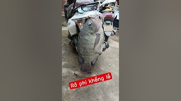 Câu cá rô phi khổng lồ #shortsfeed #tintuc