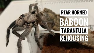 Rehousing Rear Horned Baboon Tarantula Ceratogyrus Darlingi Tagalog