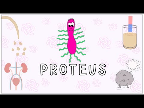 Video: Vai bija proteus mirabilis?