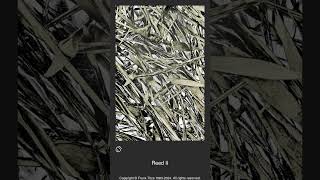 012033 - Reed II