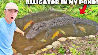 ALLIGATOR Snuck into My POND \& ATE My FISH!