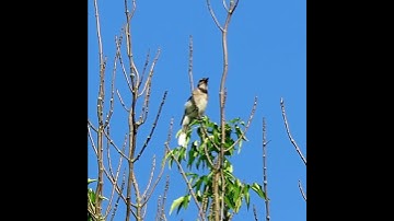 Thumbnail of Loud Blue Jay Alarm Call - Bird Sounds and Calls - #shorts