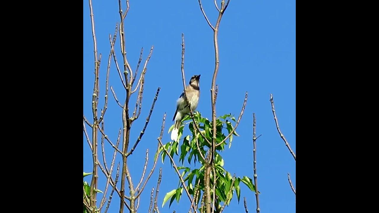 Loud Blue Jay Alarm Call - Bird Sounds and Calls - #shorts