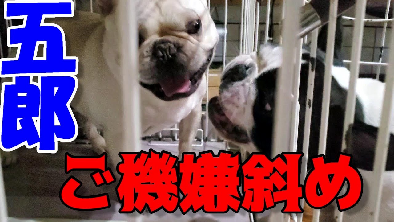 何故かイライラしているフレンチブルドッグ French Bulldog Is Frustrated For Some Reason Youtube 何故かイライラしているフレンチブルドッグ French Bulldog Is Frustrated For Some Reason Youtube