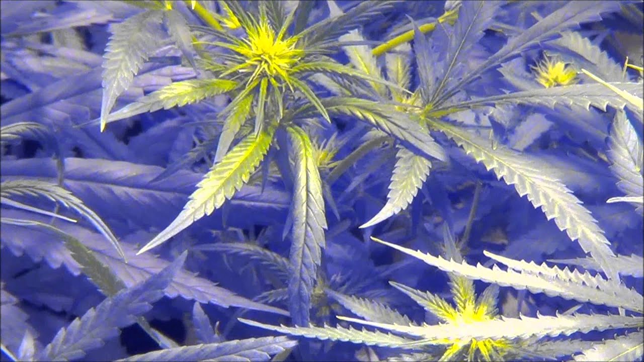 2013 HIGH TIMES CANNABIS CUP Race To 420 Special Edition Full