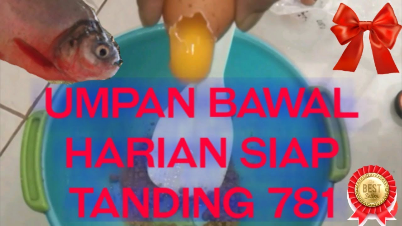 umpan Bawal Untuk Harian Siap Beraksi