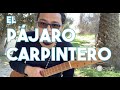 El pajaro carpintero  con jarochelo