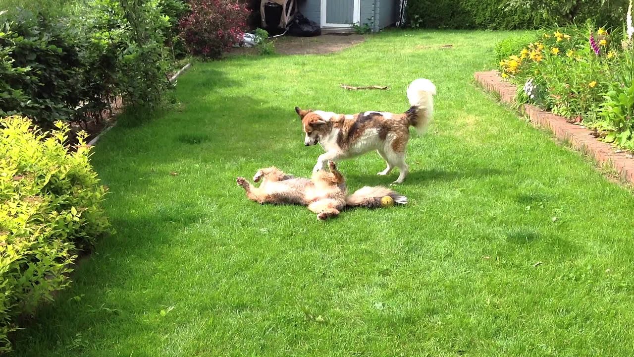 border collie v australian shepherd maja u0026 bernie border collie playing with australian shepherd border collie v australian shepherd maja u0026 bernie border collie playing with australian shepherd