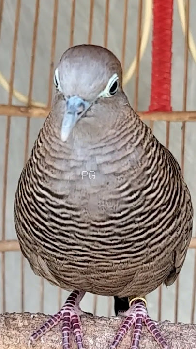 Super Powerful Local Turtle Dove Bait #shorts