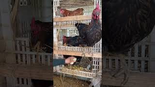 COSA SUCCEDE AI POLLI DI NOTTE?