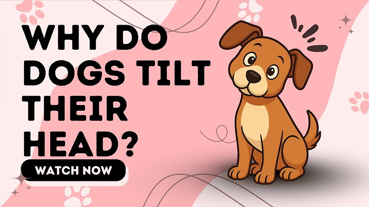 The Hidden Meaning Behind Your Dog’s Head Tilt