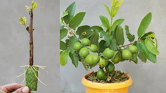 Plant Guava Branches With Aloe Vera Leaves For A Thriving Garden