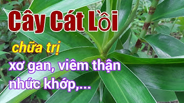 Công dụng cây Cát Lồi| cây Mía Dò| Hằng Lê HG85