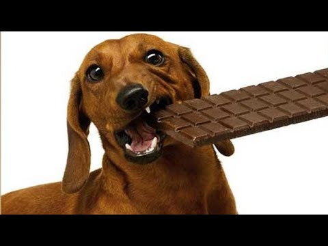 Video: La Tossicità Del Cioccolato Colpisce Casa Quando Il Cane Mangia L'intera Tavoletta Di Cioccolato